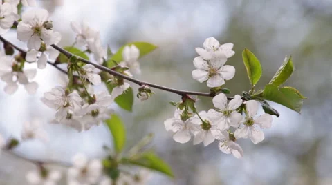 Beautiful spring background with blossoming branch of white cherry tree. Vídeos de archivo 49482726