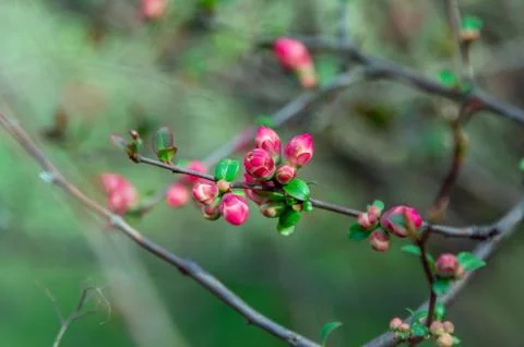 Beautiful spring background - branches with buds and red flowers Stock Photos