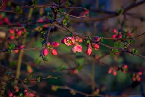 Beautiful spring background - branches with buds and red flowers Stock Photos