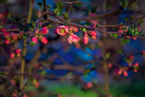 Beautiful spring background - branches with buds and red flowers Stock Photos