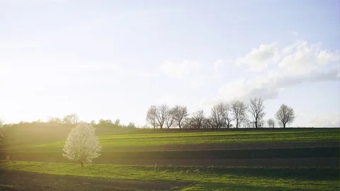 Beautiful spring background with bright sun and white blossom trees on the hill. Stock-Footage 76496645