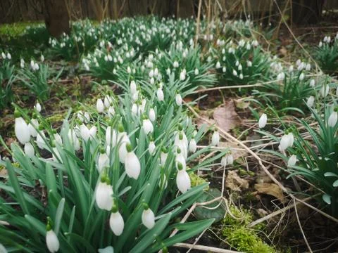 Beautiful spring background with close-up of a group of blooming white snowdr Stock Photos