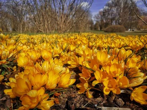 Beautiful spring background with close-up of a group of blooming yellow crocu Stock Photos