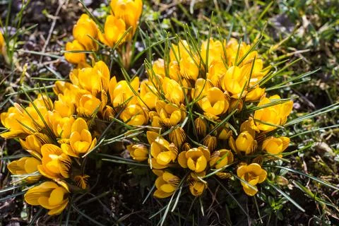 Beautiful spring background with close-up of a group of blooming yellow crocus Stock Photos