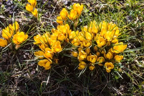 Beautiful spring background with close-up of a group of blooming yellow crocus Stock Photos
