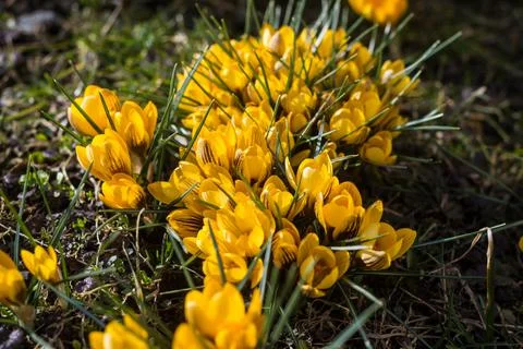 Beautiful spring background with close-up of a group of blooming yellow crocus Stock Photos