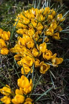 Beautiful spring background with close-up of a group of blooming yellow crocus Stock Photos
