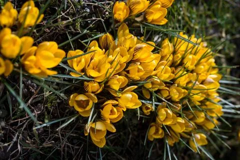 Beautiful spring background with close-up of a group of blooming yellow crocus Stock Photos