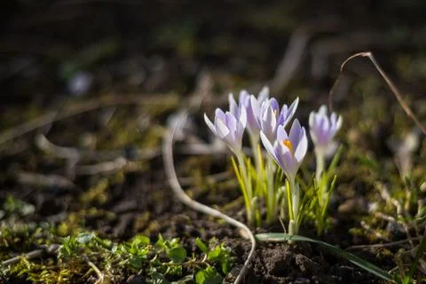 Beautiful spring background with close-up of a group of blooming purple crocus Stock Photos