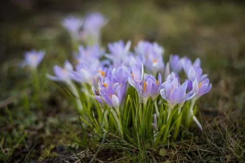 Beautiful spring background with close-up of a group of blooming purple crocus Stock Photos