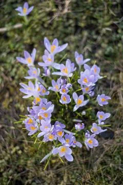 Beautiful spring background with close-up of a group of blooming purple crocus Stock Photos