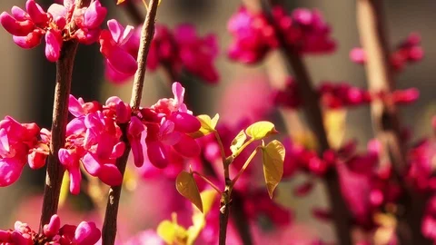 Beautiful spring background. Colorful blooming trees, closeup Stock Footage 88252564