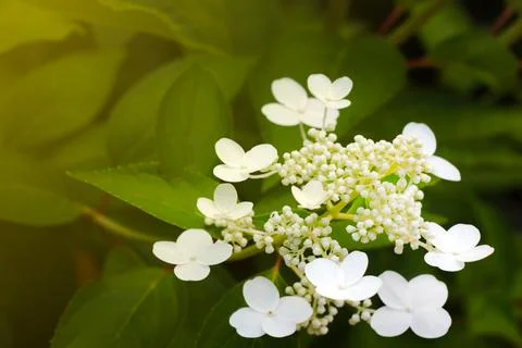 Beautiful spring background, hydrangea blooms in the park in spring. Foto stock