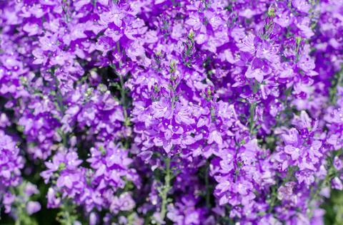 Beautiful spring background from a large number of flowers. Spring postcard Stock Photos