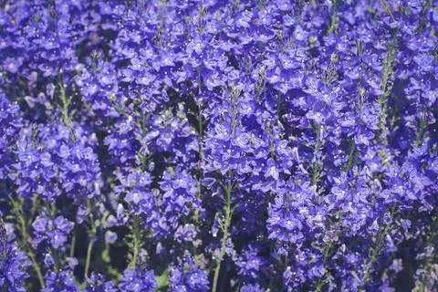 Beautiful spring background from a large number of flowers. Spring postcard Stock Photos