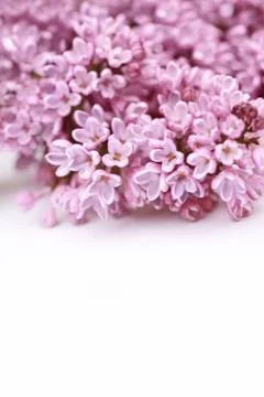 Beautiful spring background with lilac Stock Photos