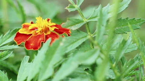 Beautiful spring background with maroon flowers in the garden Stock Footage 66201226