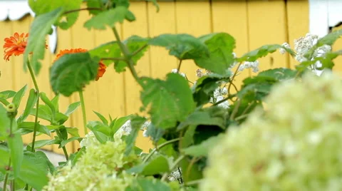 Beautiful spring background with maroon flowers in the garden Stock Footage 66201981