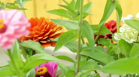 Beautiful spring background with maroon flowers in the garden Stock Footage 66202118