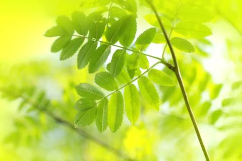 Beautiful spring background Stock Photos