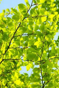 Beautiful spring background Stock Photos