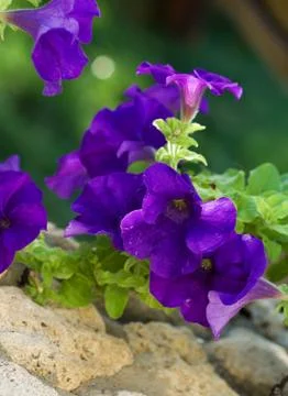 Beautiful spring background Stock Photos