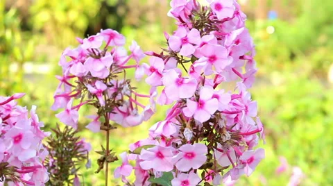 Beautiful spring background with pink flowers in the garden Stock Footage 66201621