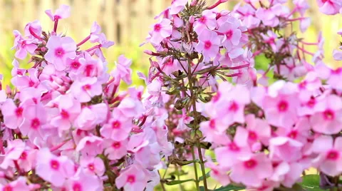 Beautiful spring background with pink flowers in the garden Stock Footage 66201681