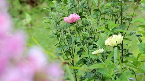 Beautiful spring background with pink flowers in the garden Stock Footage 66202335