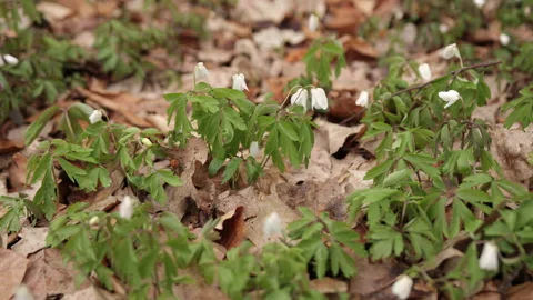 Beautiful spring background. Primroses. Sunlit forest full of snowdrop flowers Stock Footage 217365963