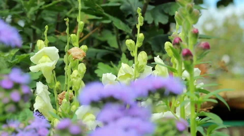 Beautiful spring background with purple flowers in the garden Stock Footage 66200882