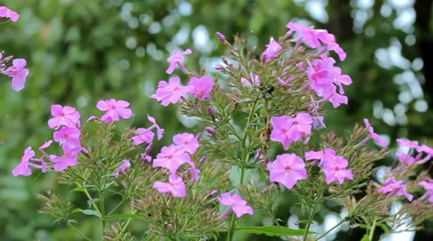 Beautiful spring background with purple flowers in the garden Stock Footage 66201045