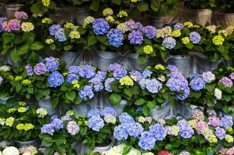 Beautiful spring background with rows of colored flowers Stock Photos