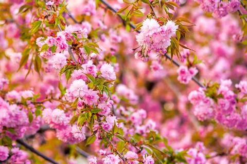 Beautiful spring background of sakura tree in full bloom Stock Photos