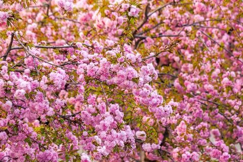 Beautiful spring background of sakura tree in full bloom Stock Photos