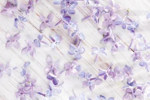 Beautiful spring background, small petals of lilac flowers macro photo Stock Photos