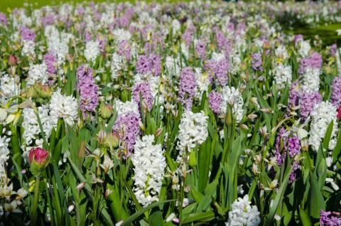 Beautiful spring background, texture of a large number of flowers in the park Foto stock