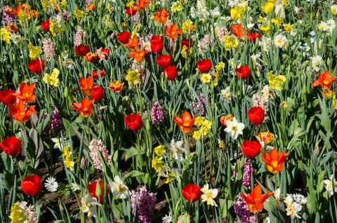 Beautiful spring background, texture of a large number of flowers (meditation Stock Photos