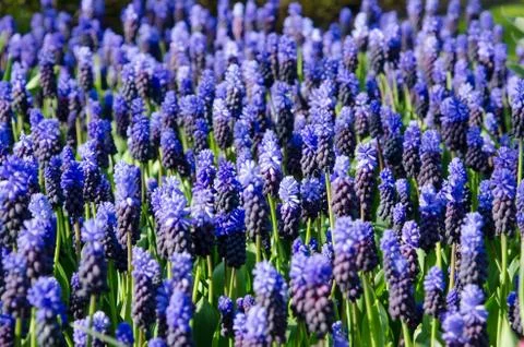 Beautiful spring background, texture of a large number of flowers Stock Photos