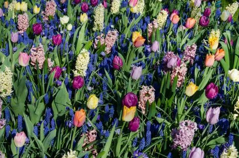 Beautiful spring background, texture of a large number of flowersil, dutch, e Stock Photos