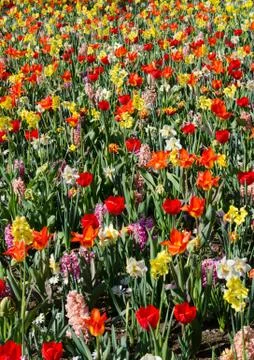 Beautiful spring background, texture of a large number of flowers in the park Stock Photos
