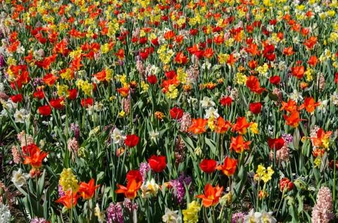 Beautiful spring background, texture of a large number of flowers (meditation Stock Photos