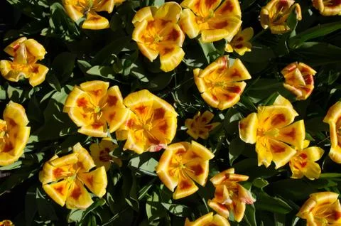 Beautiful spring background, texture of a large number of flowers Stock Photos