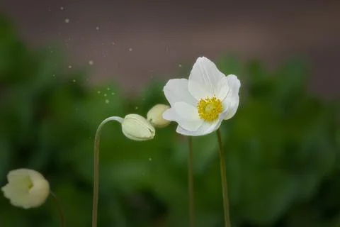 Beautiful spring background with white anemone flowers.Delicate anemone flowe Stock Photos