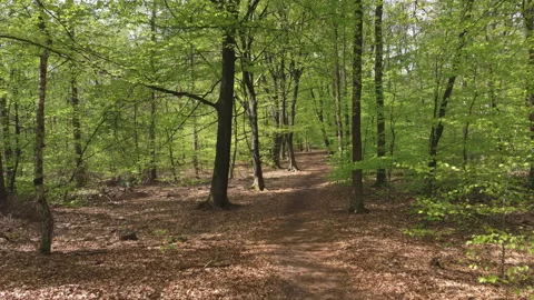 Beautiful spring beech forest with fresh green leaves lit by the sun. Stock Footage 209150760