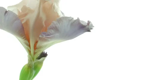 Beautiful Spring beige with blue Iris flower bud blooming timelapse Stock Footage 160217272