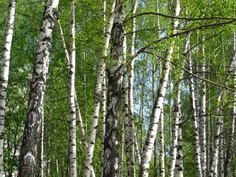 Beautiful spring birch Stock Photos