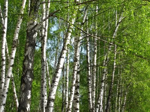 Beautiful spring birch Stock Photos