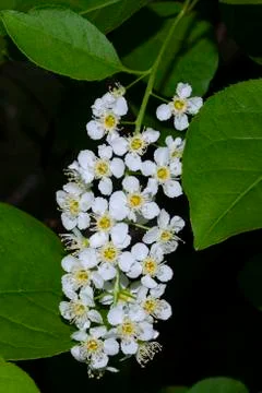 Beautiful spring bird cherry tree blossoms against a blurred peaceful blue ba Stock Photos