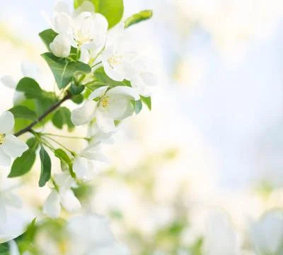 Beautiful spring blooming apple tree, delicate white flowers, on a green soft Stock Photos